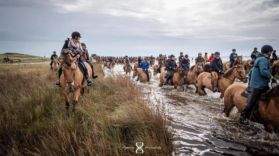 Chevaux Henson sur la plage en Baie de Somme